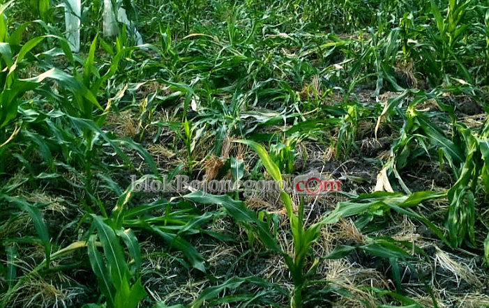 Sedih, Tanaman Jagung di Bakung Dihajar Tikus